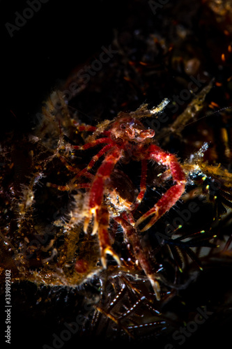 A squat lobster waiting the feed © Bruce