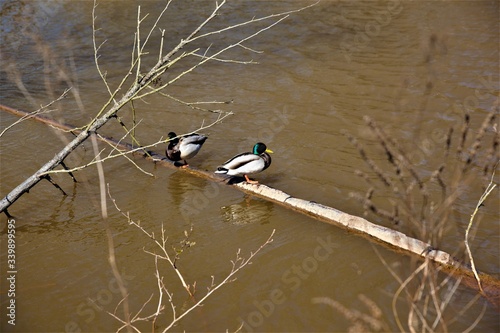 Ente - Stockente photo