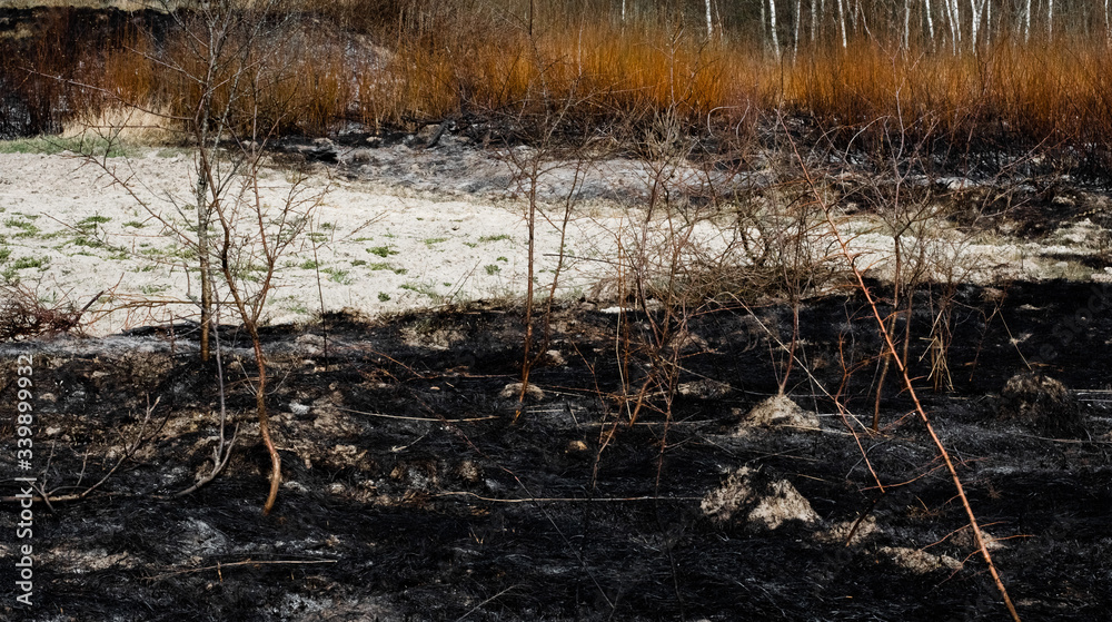 Charred plants after a spring fire. Black surface of the rural field with a burned grass. Effects of grass fire on soils. Consequences of arson and stubble burning. Aftermath of Natural Disasters. Charred plants after a spring fire. Black surface of the rural field with a burned grass. Effects of grass fire on soils. Consequences of arson and stubble burning. Aftermath of Natural Disasters.