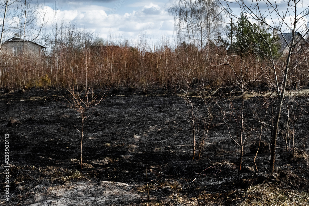 Aftermath of Natural Disasters. Effects of grass fire on soils. Charred grass after a spring fire. Consequences of arson and stubble burning. Black surface of the rural field with a burned grass. Aftermath of Natural Disasters. Effects of grass fire on soils. Charred grass after a spring fire. Consequences of arson and stubble burning. Black surface of the rural field with a burned grass.
