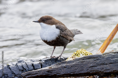 Dipper (Cinclus cinclus) photo