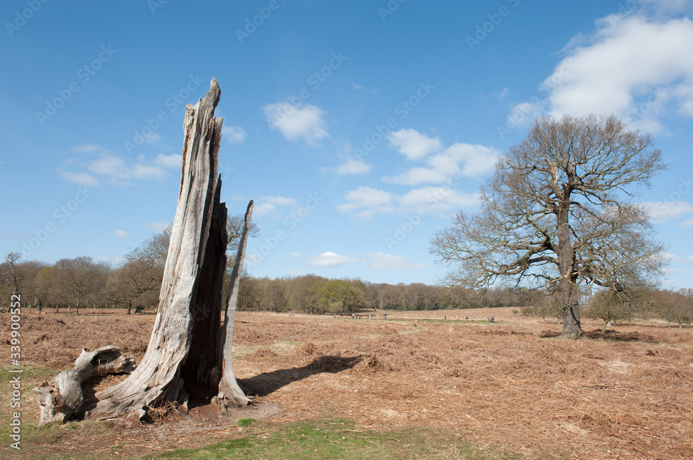 dead tree in a winter landscape