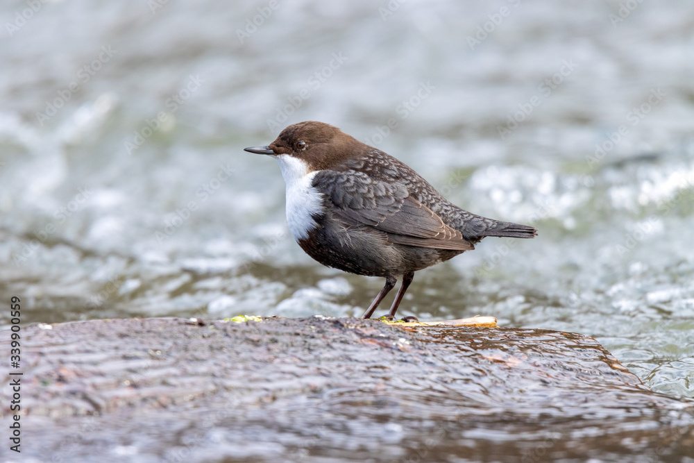 Dipper (Cinclus cinclus) Dipper (Cinclus cinclus)