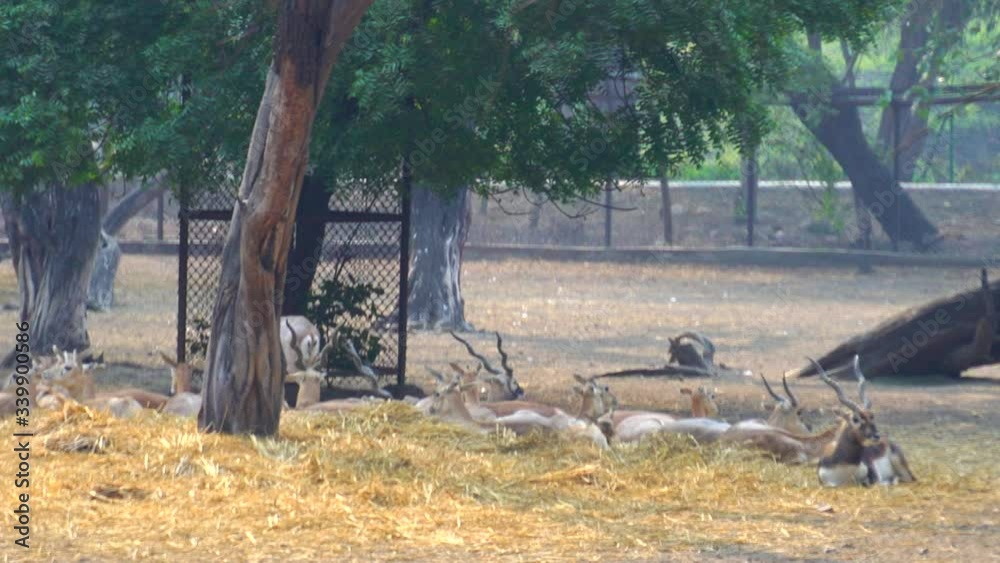 The National Zoological Park is a 176-acre zoo in New Delhi, India. The National Zoological Park is a 176-acre zoo in New Delhi, India.