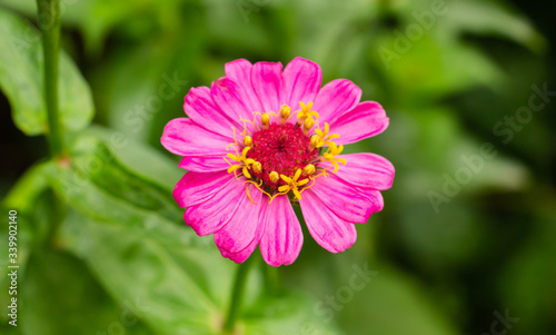 Close up  Pink Cosmos flower at the home front side