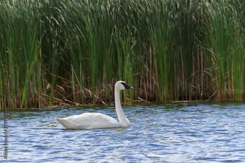 A trumpeter swan swimming in a wtland