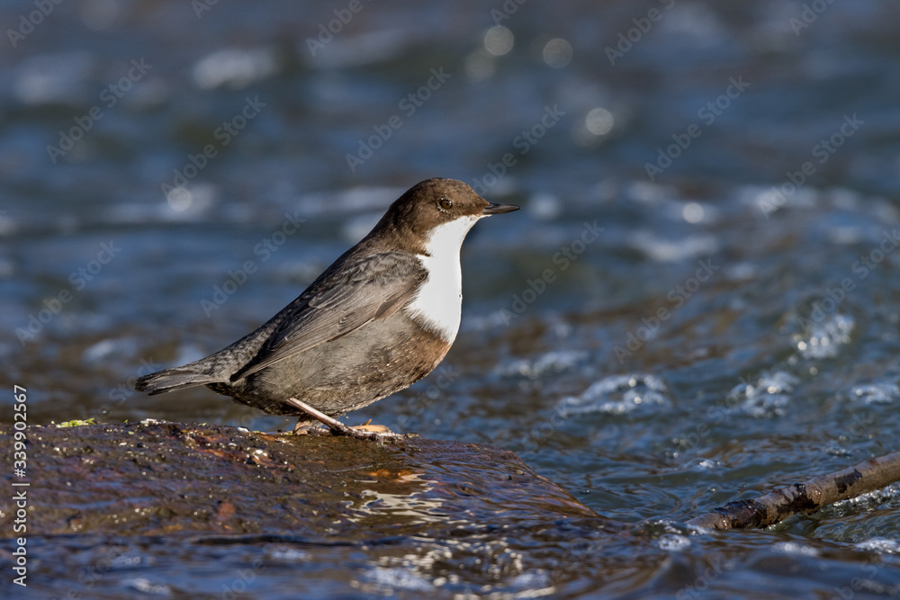 Dipper (Cinclus cinclus) Dipper (Cinclus cinclus)