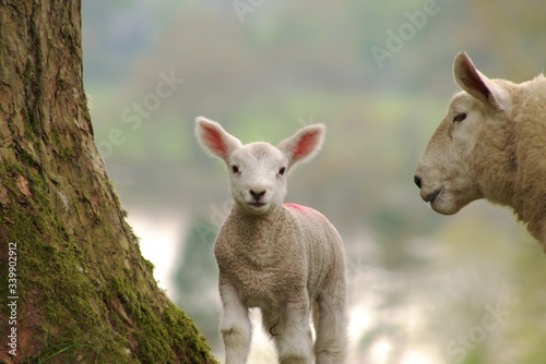 Photos sheep and baby Spring lamb