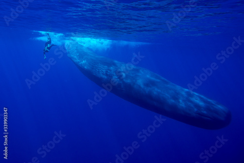 Underwater shot of a sperm whale in the clear water of the ocean. Mauritius