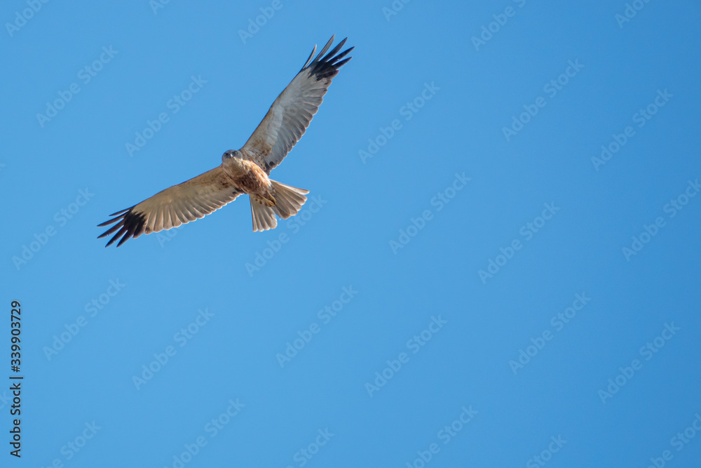 marsh harrier flies in the blue sky and looks for prey