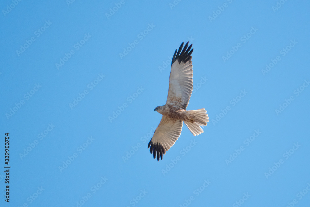 marsh harrier flies in the blue sky and looks for prey marsh harrier flies in the blue sky and looks for prey