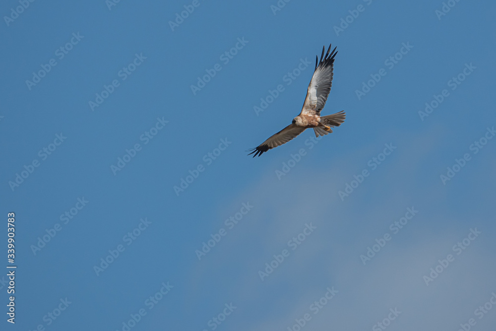 marsh harrier flies in the blue sky and looks for prey marsh harrier flies in the blue sky and looks for prey