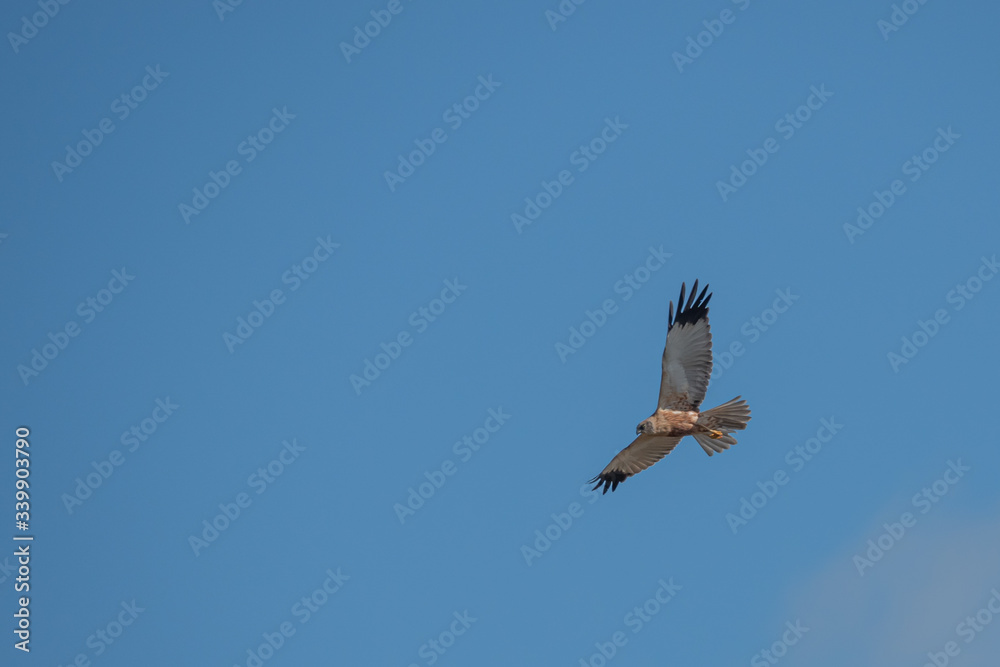 Obraz premium marsh harrier flies in the blue sky and looks for prey