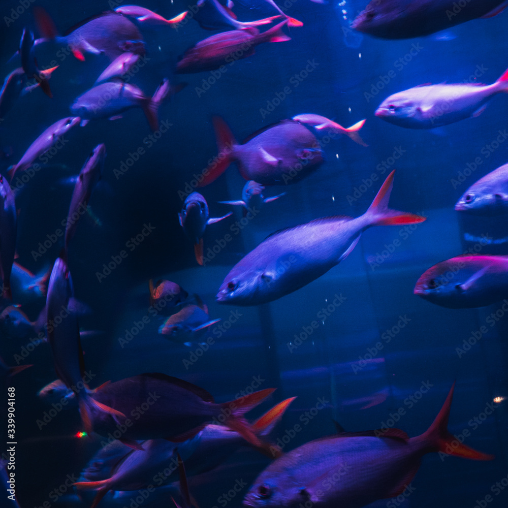 Fototapeta premium beautiful underwater world with tropical fish