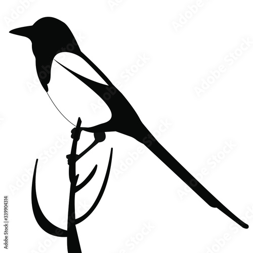 A magpie bird sits on a branch, at the top of a tree. Magpie vector (lat. Pica pica) isolated on a white background. Birds of Russia and Europe