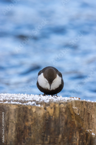 Dipper (Cinclus cinclus) photo