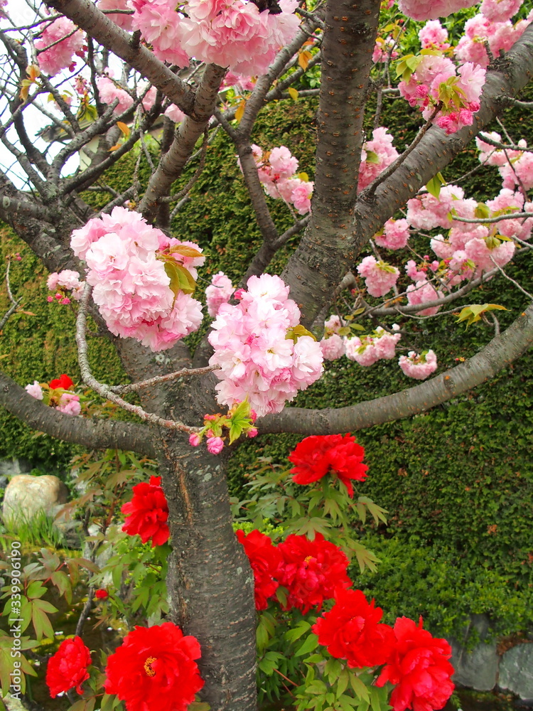 Fototapeta premium 八重桜と赤い牡丹