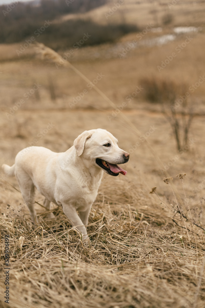 labrador in a field of dry grass