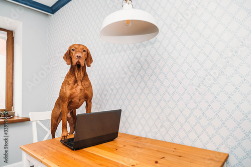 A freelancer vizsla dog in a bow tie works at a computer or laptop from home