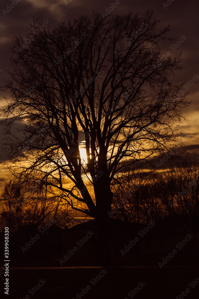 tree silhouette at sunset