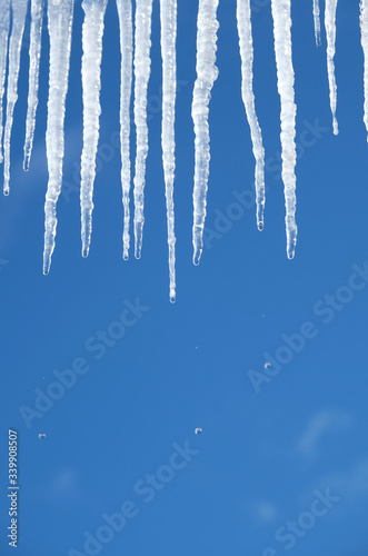 Spring drops falls down from long crystal melting icicles hanging down before clear blue sky on bright sunny thaw day vertical view close up