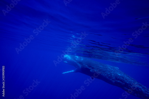Fototapeta Naklejka Na Ścianę i Meble -  Underwater shot of a sperm whale in the clear water of the ocean. Mauritius