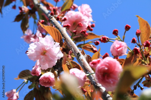 Εκτύπωση καμβά Cerisier du Japon en fleurs