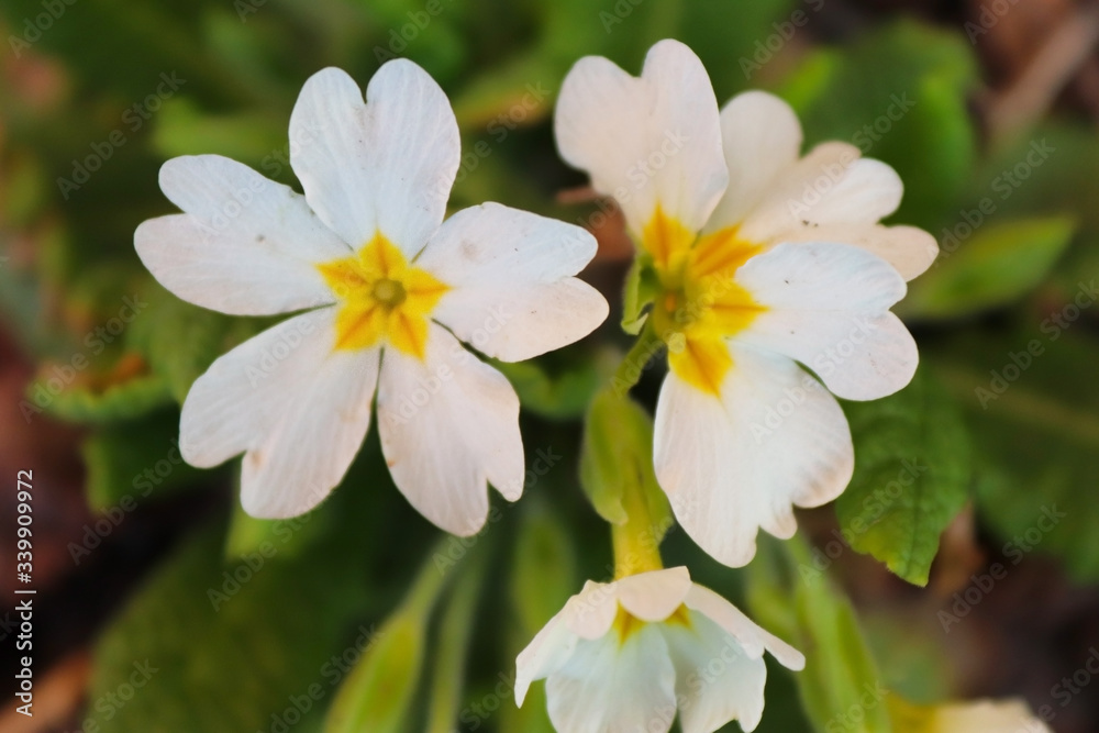 Spring flowers Spring flowers