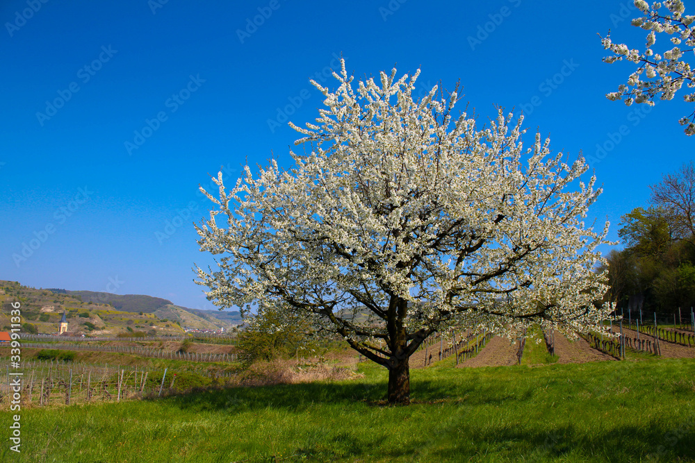 Kirschblüte im Kaierstuhl bei Achkarren im Frühling