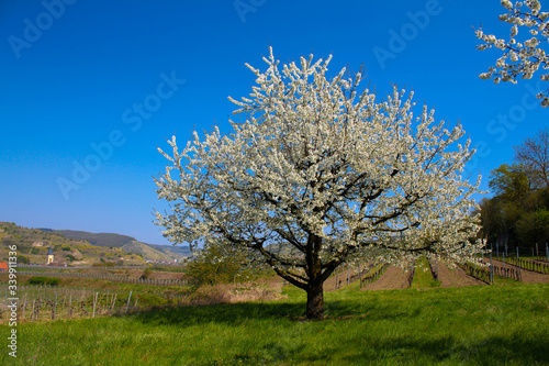 Kirschblüte im Kaierstuhl bei Achkarren im Frühling