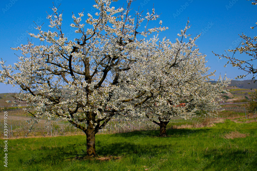 Kirschblüte im Kaierstuhl bei Achkarren im Frühling Kirschblüte im Kaierstuhl bei Achkarren im Frühling