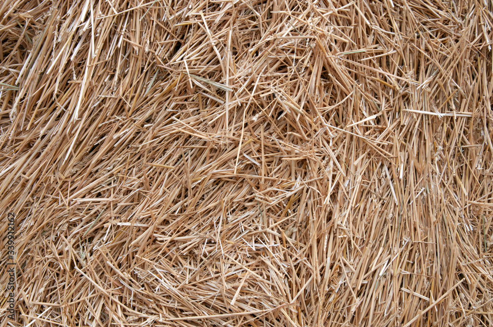 hay, mown grass, gold hay, mown grass, gold