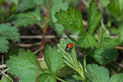 Ladybug on green leaves close-up