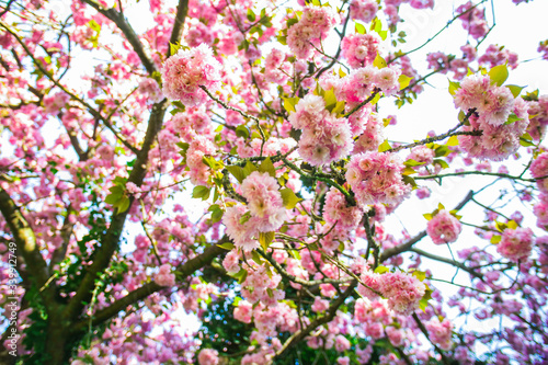 Spring and Summer Cherry Blossom 4