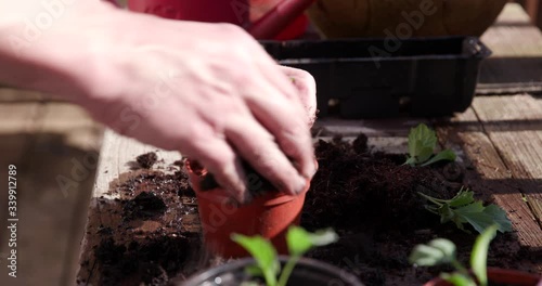 A gardener potting on vegetable seedlings, small plants into individual pots to continue growing. Like a new business a new seedling needs lots of help and support.