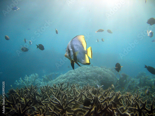 Tropical Fish over coral reef in sun rays. Batfish over stag horn coral taken on the Great Barrier Reef near Cairns.