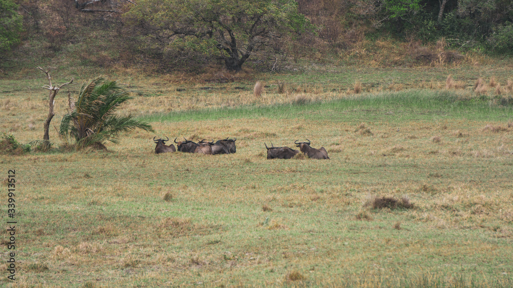 herd of wildebeest herd of wildebeest