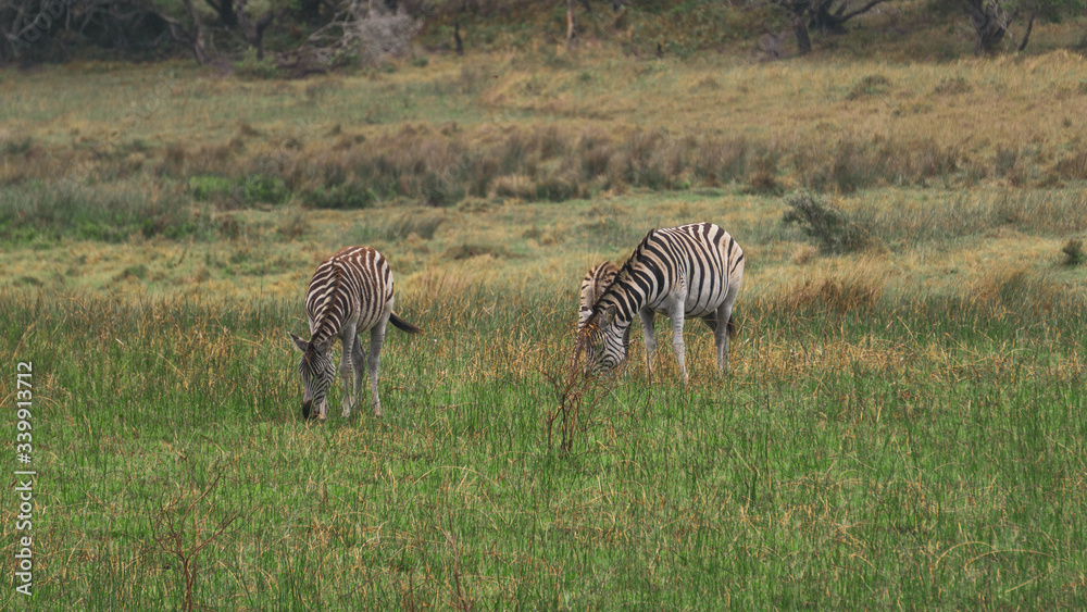 Naklejka premium zebras in the savannah