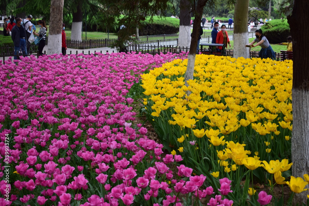 most beautiful tulip in chiina most beautiful tulip in chiina