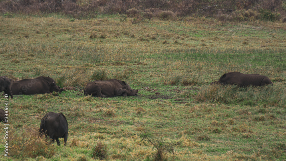 rhino in the wild