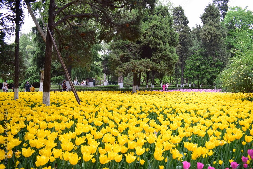 most beautiful tulip in chiina most beautiful tulip in chiina
