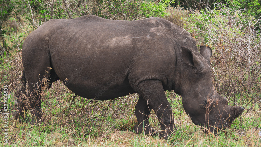 Fototapeta premium rhino in the wild