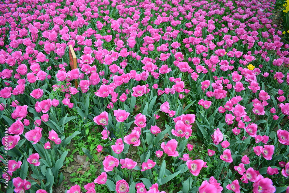 most beautiful tulip in chiina most beautiful tulip in chiina