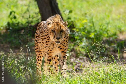 Cheetah walking on the savanna while looks the camera.
