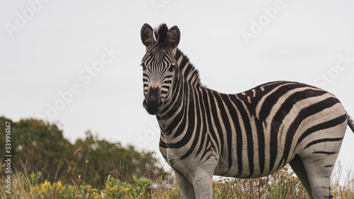 Fototapeta Naklejka Na Ścianę i Meble -  zebra in the savannah