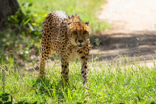 Cheetah walking on the savanna while looks the camera.
