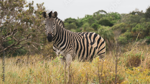 zebra in the savannah