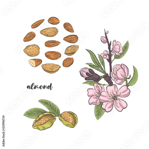 Almonds blossoms on branch and fruits vector sketch. Almond fruits isolated on white background. Blooming almond flowers and leaves.