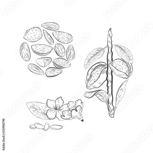 Almonds fruits on branch vector sketch. Almond nuts isolated on white background. Nuts and blossom flowers.