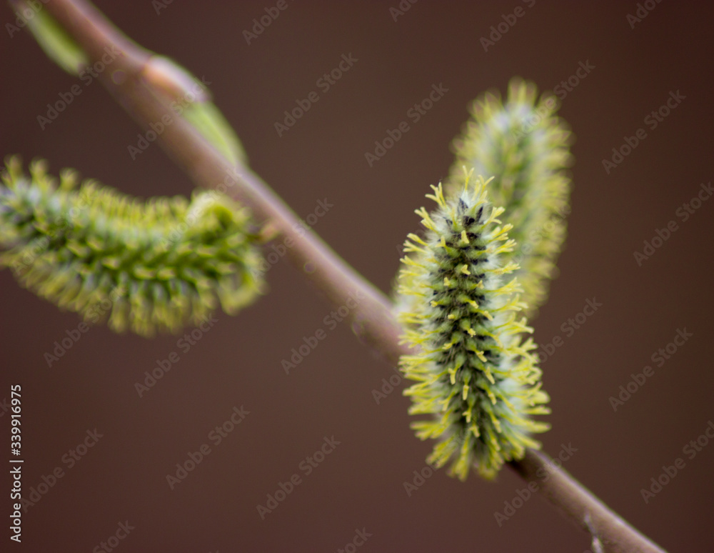 Naklejka premium beautiful young branch in the spring sun